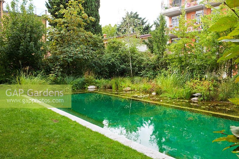 Natural swimming pool in urban garden