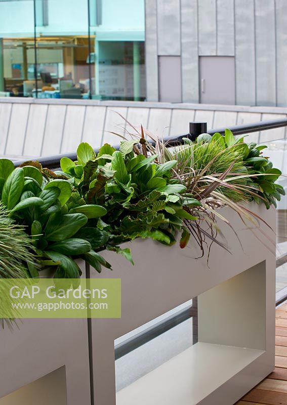 Modern planters on roof terrace