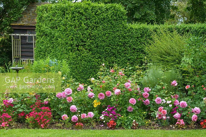 Mixed border in front of box hedge with Rosa 'Princess Alexandra of Kent', aquilegias, bedding dianthius Salpiglossis sinuata and begonias.