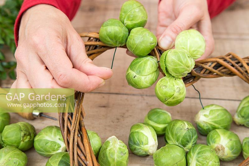 Adding Brussels to wreath