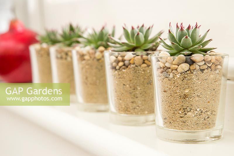 Row of succulents in glass containers on mantelpiece 
