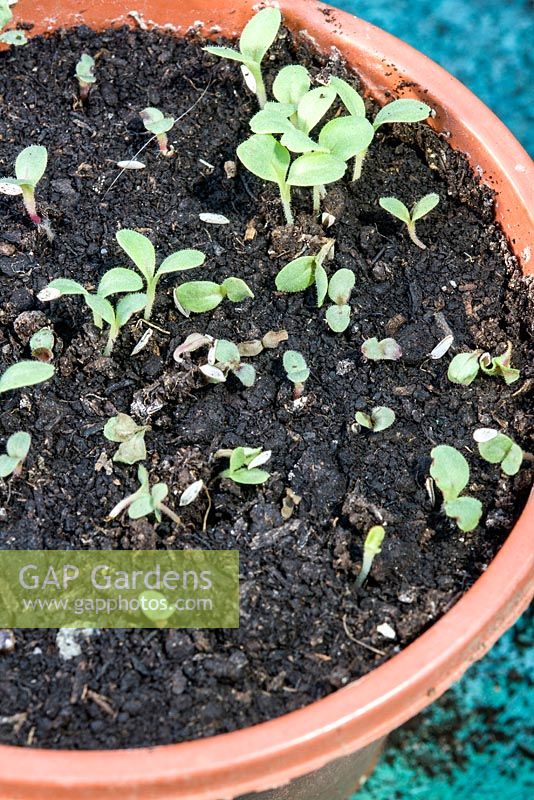Lettuce seedlings - damping off