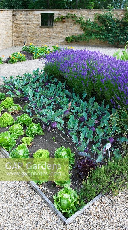 The potager / vegetable garden with lettuces, kohlrabi and lavender