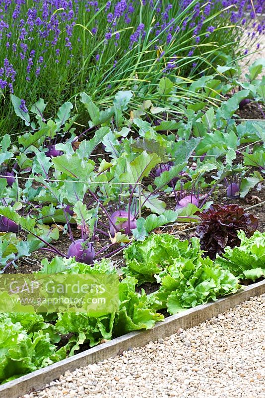The vegetable garden / potager with lettuces and kohlrabi