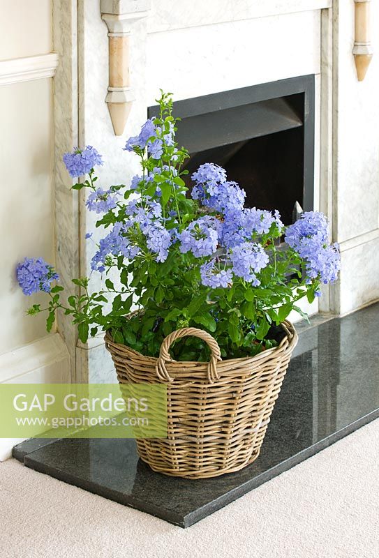 Plumbago - leadwort - planted in a wicker container in fireplace