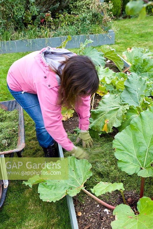 Woman mulching with grass cuttings around a rhubarb plant