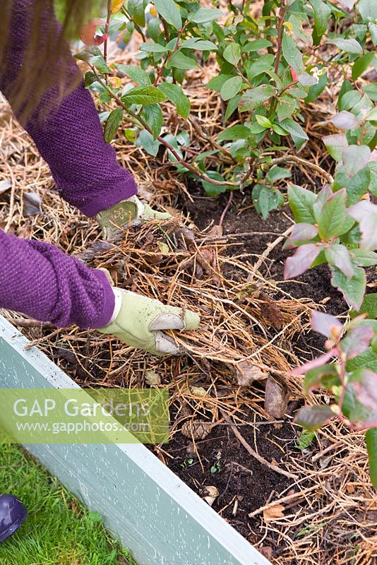 Woman adds mulch to blueberry bed after weeding