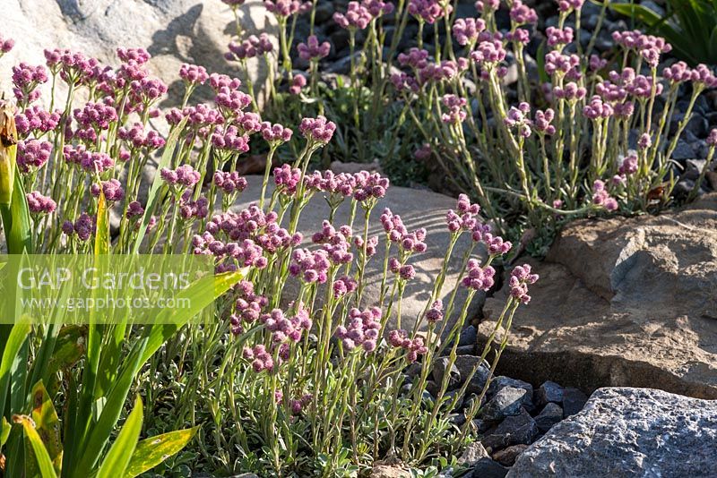 Antennaria dioica 'Rubra' in rock garden