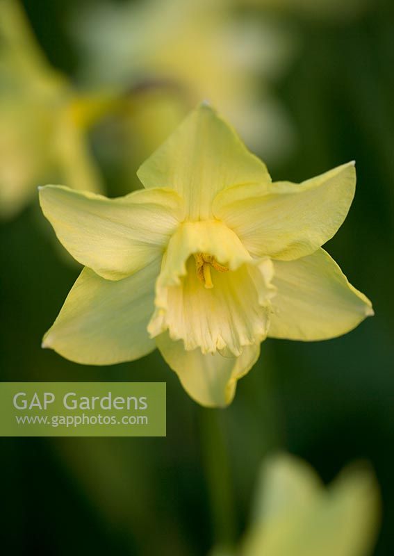 Narcissus 'Barleythorpe'