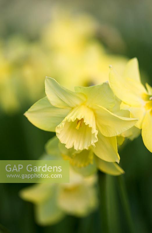 Narcissus 'Barleythorpe'