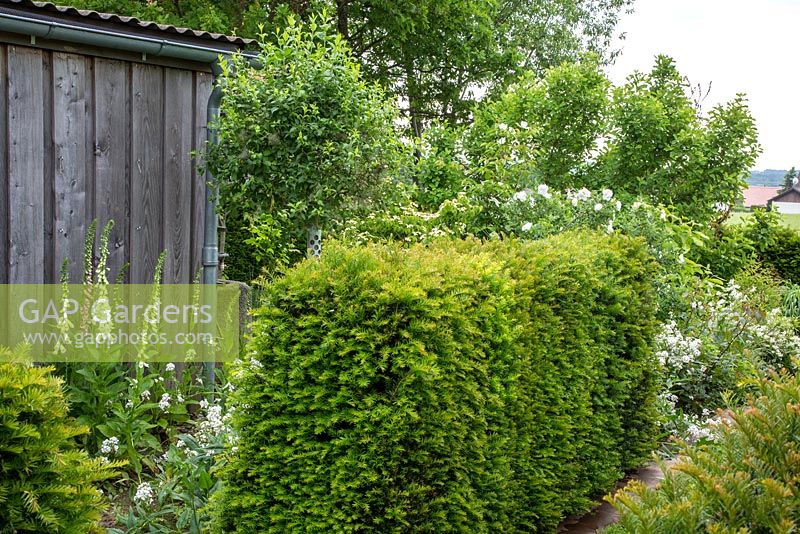 A trimmed yew hedge next to a wooden garden shed with Digitalis purpurea