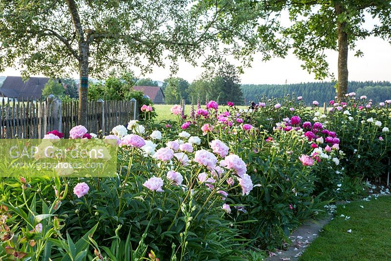 Peony border with trees and backed by a wooden fence. Paeonia Lactirflora Hybride 'Henry Bockstoce',  Paeonia 'Laura Dessert', Iris germanica, Paeonia Lactiflora Gruppe 'Red Giant' 