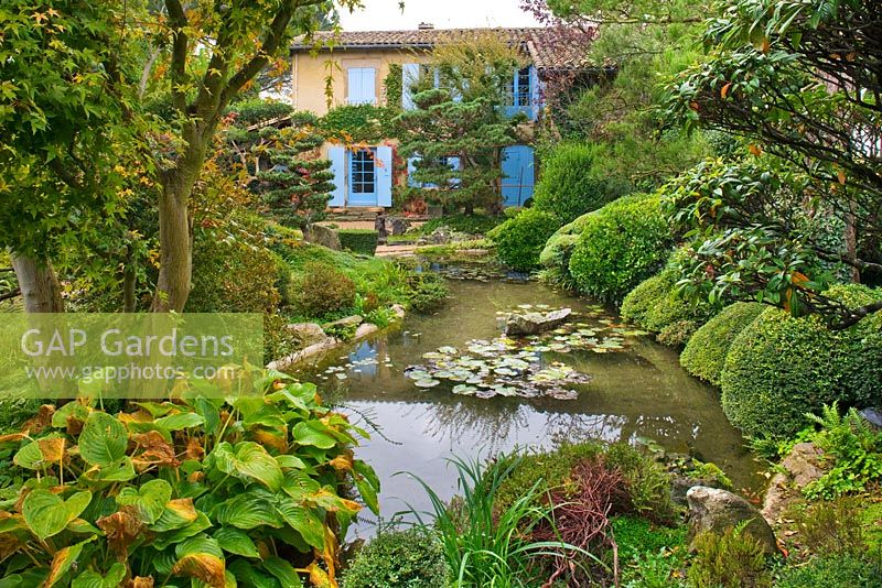Japanese style garden - view to the east side of the house with pond, waterlilies and clipped pine
