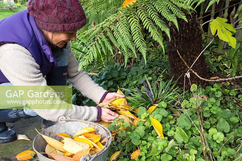Woman clearing border of fallen autumnal leaves. Ornamental Cherry leaves.