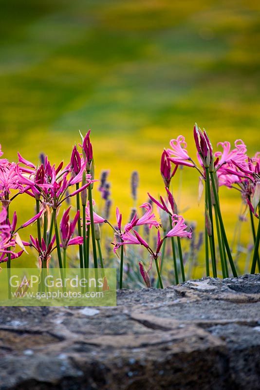 Wall surrounded by pink flowers of Nerine bowdenii with lawn behind in evening light