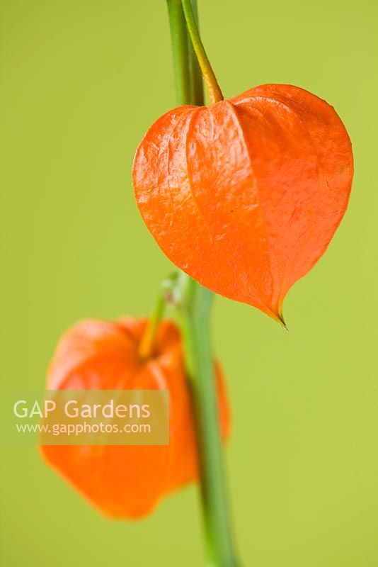 Physalis Alkekengi - Chinese lantern - close up of orange seed pods 