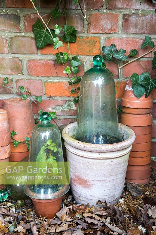 Winter protection. Small plants protected with glass cloches for insulation and protection from frost.
