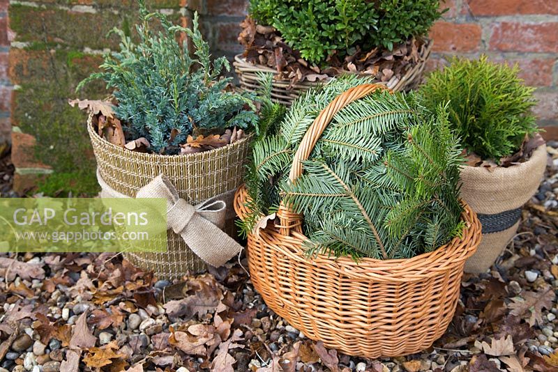 Winter protection. Tender plants placed in wicker basket, insulated with autumnal leaves, protected from the wind with christmas tree branches. Pot plants wrapped with warm insulative material and filled with autumnal leaves for warmth