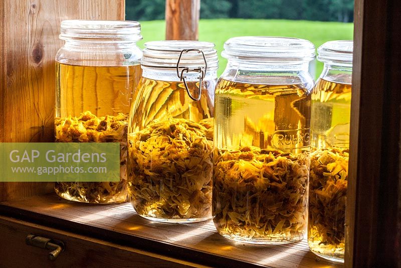 Herbal extracts maturing on a window board, Arnica
