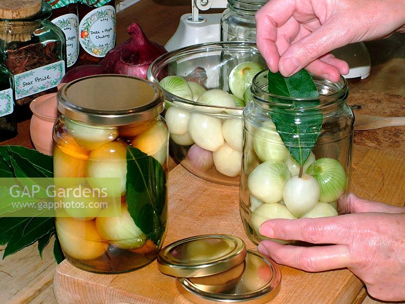 Placing Bay leaf in jar of peeled shallots prior to adding vinegar