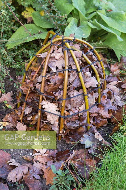 Winter protection. Creating a protective cloche for Dahlia 'Bishops Children'. Constructed from willow branches bent to shape and secured in ground, insulated with autumnal leaves.