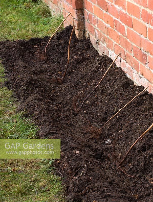 Planting a bareroot raspberry cane fruit bush - prepared soil bed with canes in position