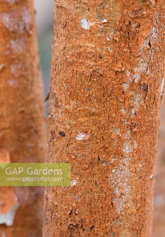 Luma Apiculata - Chilean Myrtle - Close up of bark 