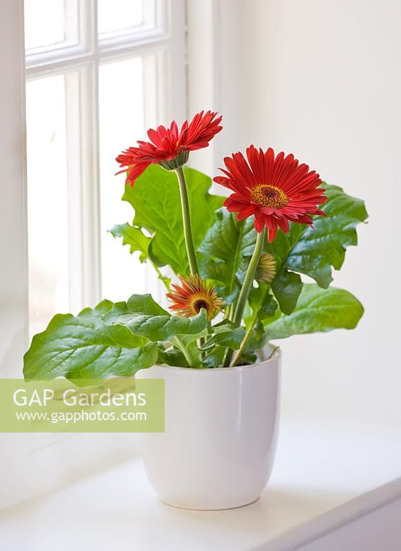 Red Gerbera in white container 