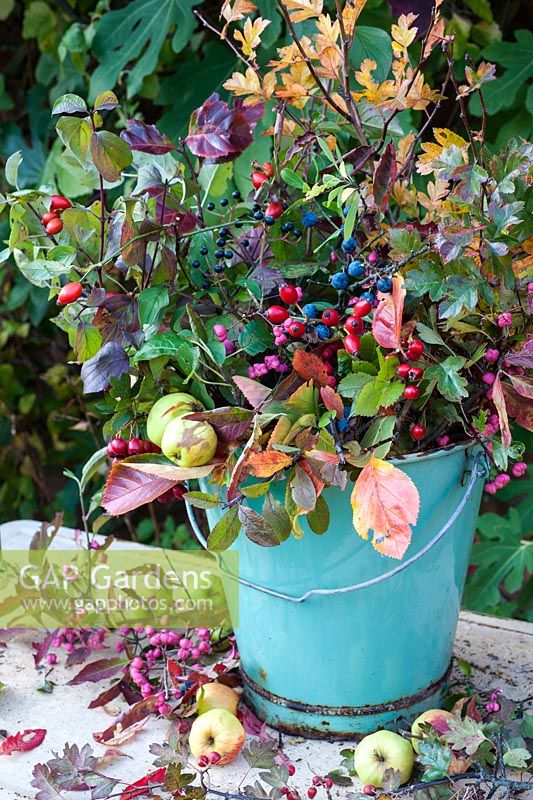 Autumn hedgerow plants displayed in bucket - sloes, rosehips, cornus, spindleberry, hawthorn