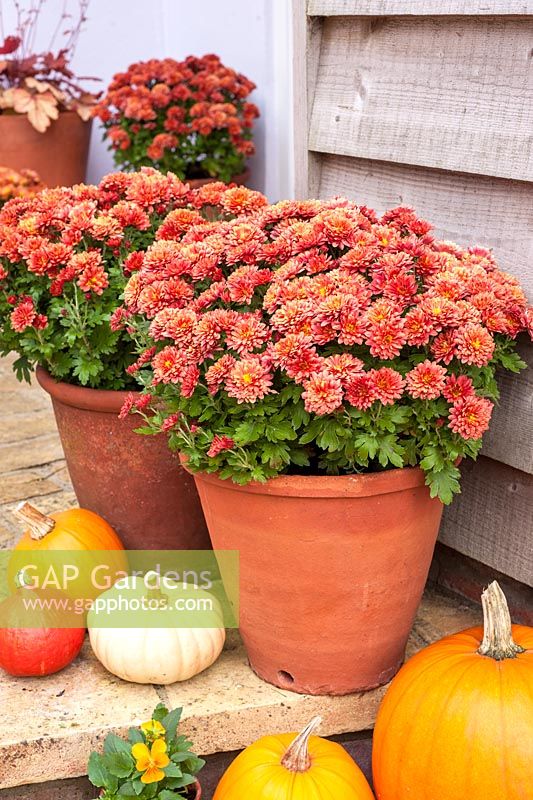 Chrysanthemums in containers with squashes and pumpkins outside house