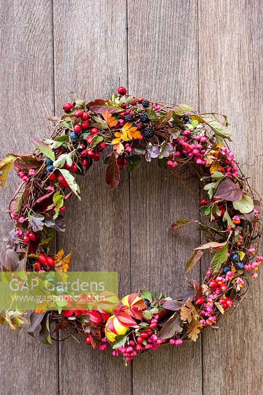 Rustic autumn wreath from material collected from countryside inc blackberries, sloes, hawthorn, euonymus europaeus