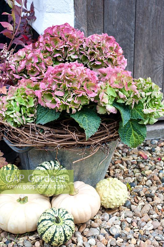 Hydrangea in old metal pot with squashes