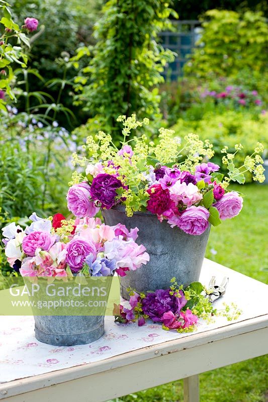 Summer flowers in old metal buckets - roses, sweet peas, alchemilla mollis, geraniums