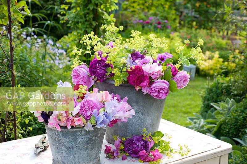 Summer flowers in old metal buckets - roses, sweet pea, alchemilla mollis, geraniums