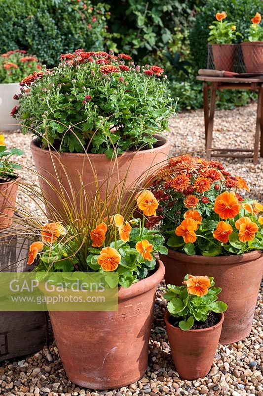 Orange themed containers with Chrysanthemums and Viola 'Cats Whiskers Orange'