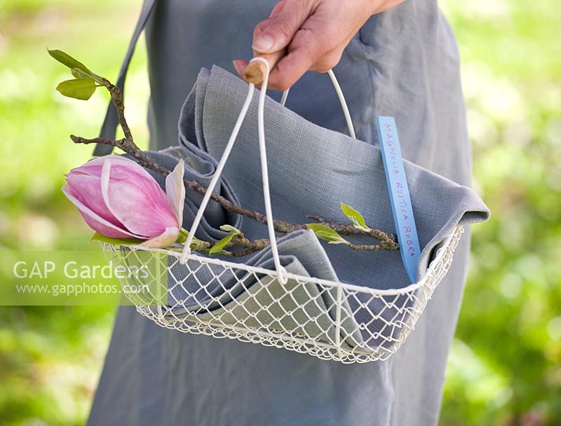 Woman holding white basket filled with blossom of Magnolia 'Rustic Rubra'