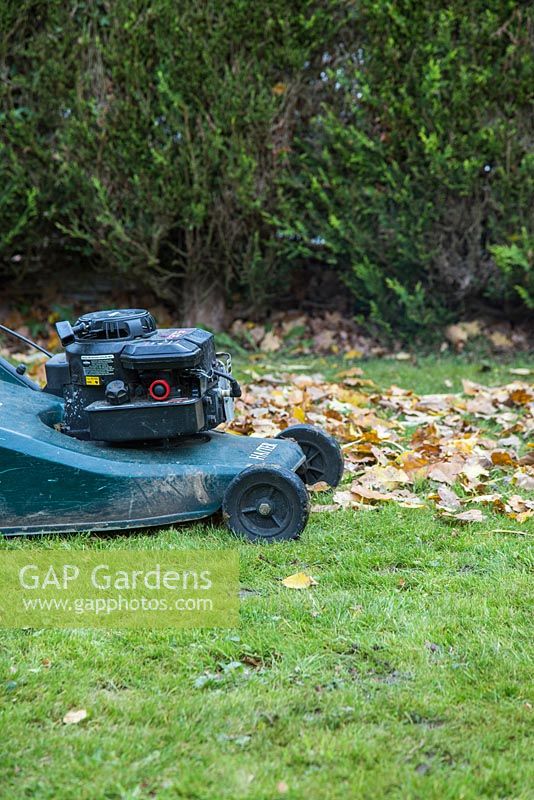 Using petrol lawnmower to clear garden of fallen Autumnal leaves