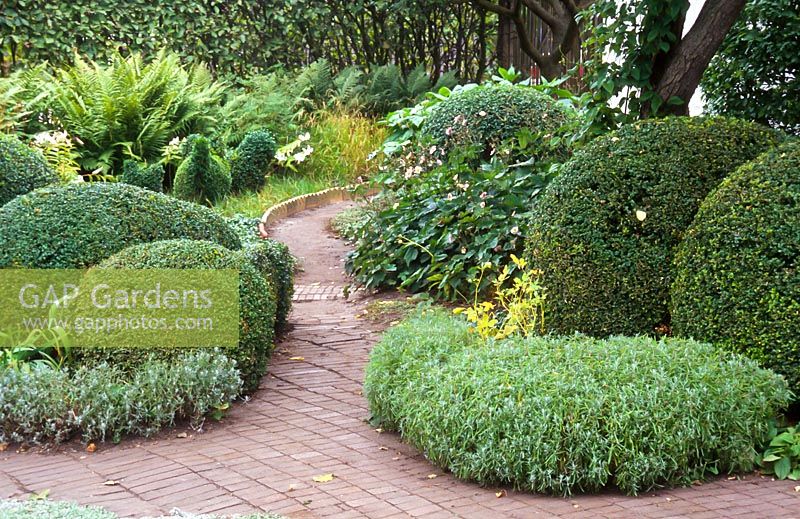Topiary on either side of pathway. Buxus sempervirens, Anemone 'Honorine Jobert', Lavandula angustifolia and Matteuccia struthiopteris. The garden of Swedish garden designer and editor Ulla Molin 1909-1997 in Hoganas, Sweden, in 1996 when Ulla Molin was still alive. 