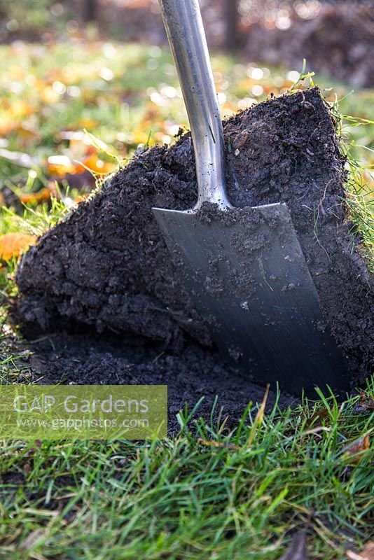 Lifting square section of turf with spade