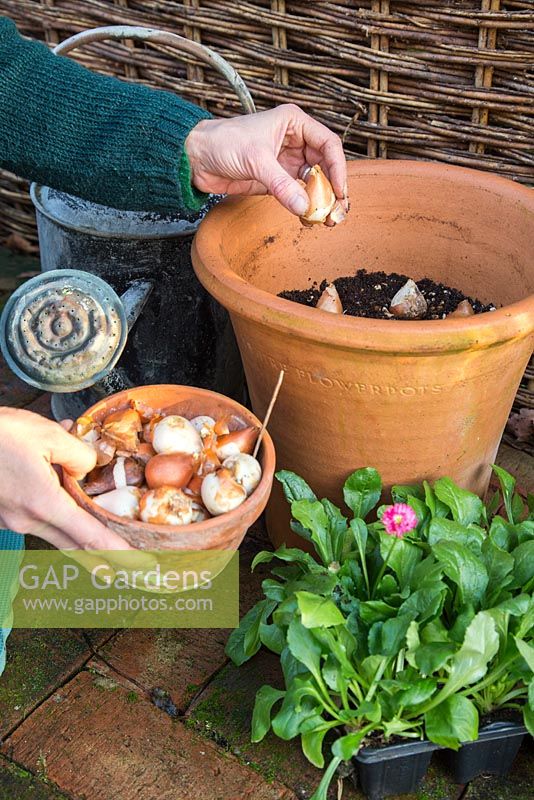 Adding bulbs. Planting Tulipa 'Black Parrot' and English Daisy Bellis perennis 'Pomponette' in large Terracotta pot
