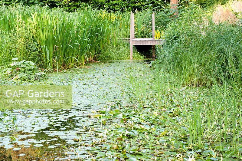 Aponogeton distachys - Water Hawthorn, Nymphaea and Iris growing in large pond with wooden walkway over the water