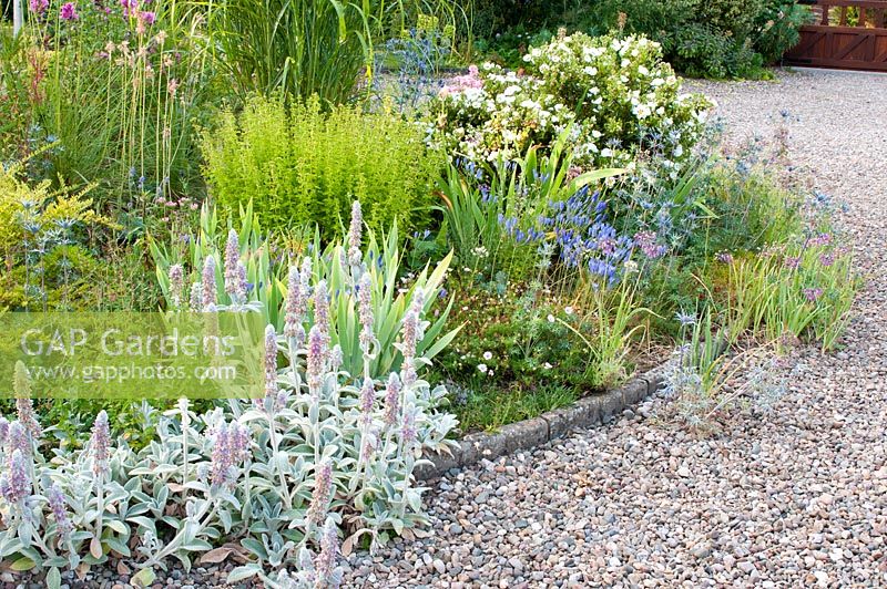 Hot dry bed by gravel drive with Stachys byzantina, Eryngium, Iris, Cistus and Brodiaea