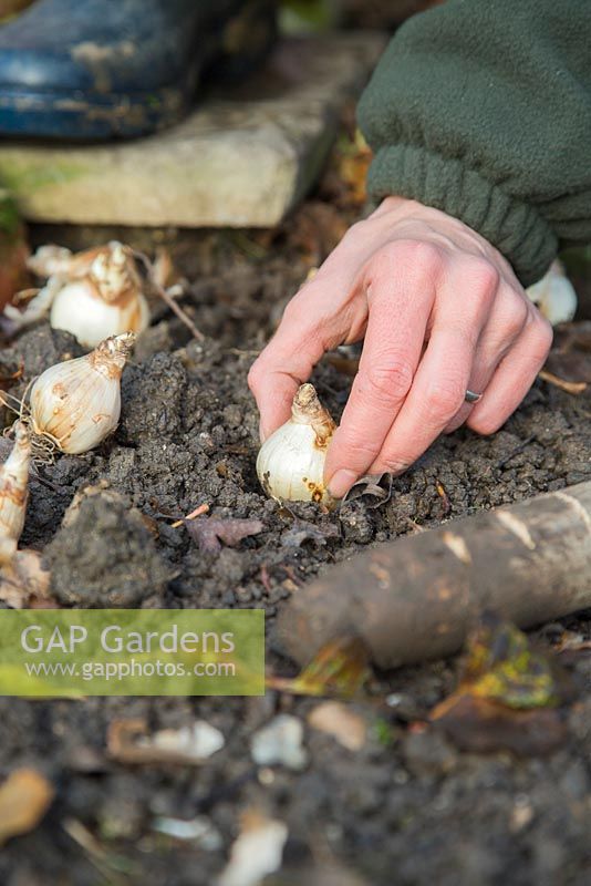 Using homemade bulb planter to plant Narcissus 'Tete-a-Tete' bulbs