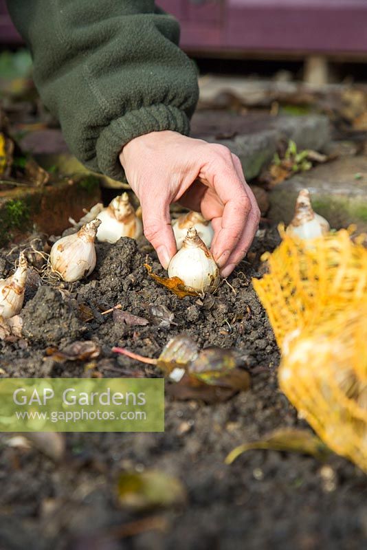 Arranging Narcissus 'Tete-a-Tete' bulbs ready for planting