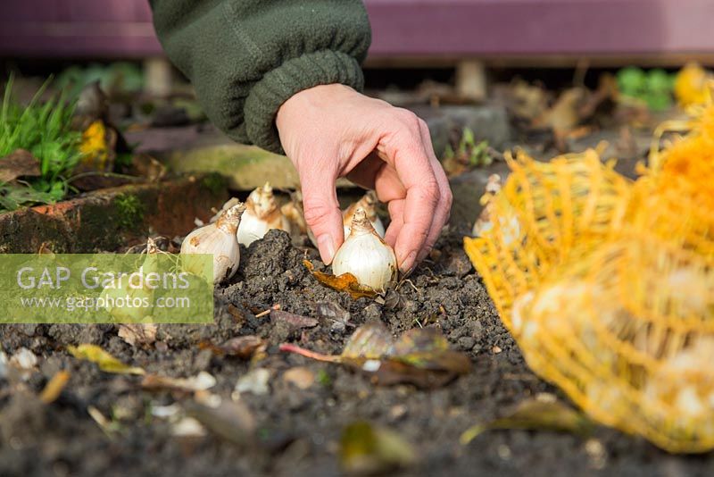 Arranging Narcissus 'Tete-a-Tete' bulbs ready for planting
