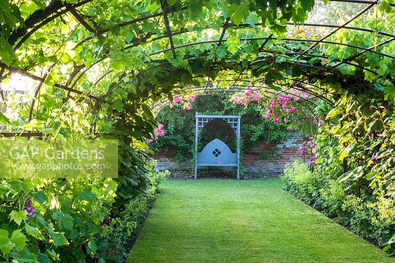 Vine covered tunnel with roses and seat