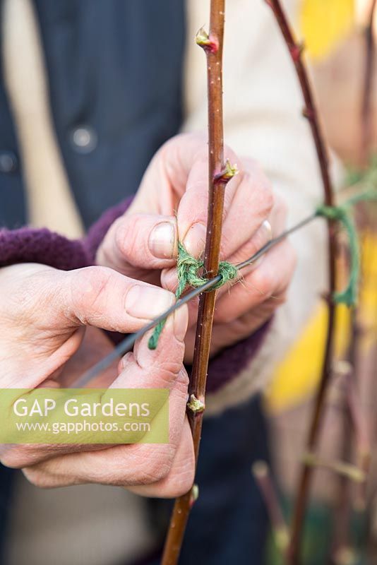 Creating a wire trellis to tie in and support Bare Root Raspberry 'Glen Magna'. Tying in stems 
