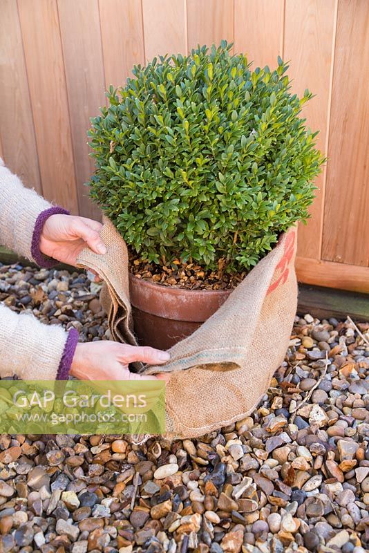 Protecting vulnerable pots with hessian to prevent damage during Winter