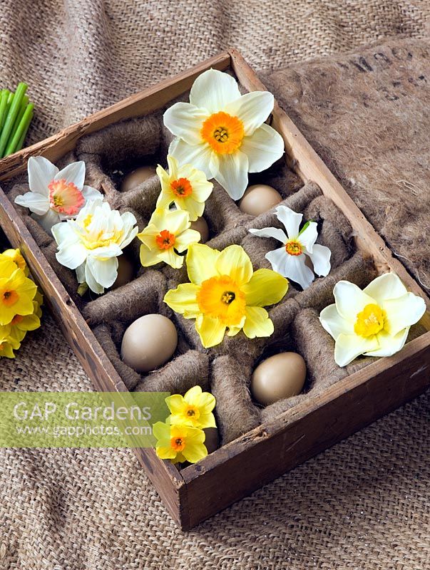 Old wooden egg box filled with Narcissus 'Edward Buxton', 'Actaea', 'Fowey', 'Matador', 'Red Devon', 'Camilla', 'White Lion' and 'Golden Dawn'
