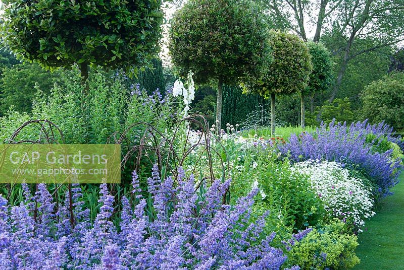 Herbaceous borders lining the croquet lawn feature standard holm oaks, Quercus ilex, underplanted with Campanula lactiflora 'Prichard's Variety', catmint, Nepeta 'Six Hills Giant', feverfew, Alchemilla mollis and Stemmacantha centaureoides. 